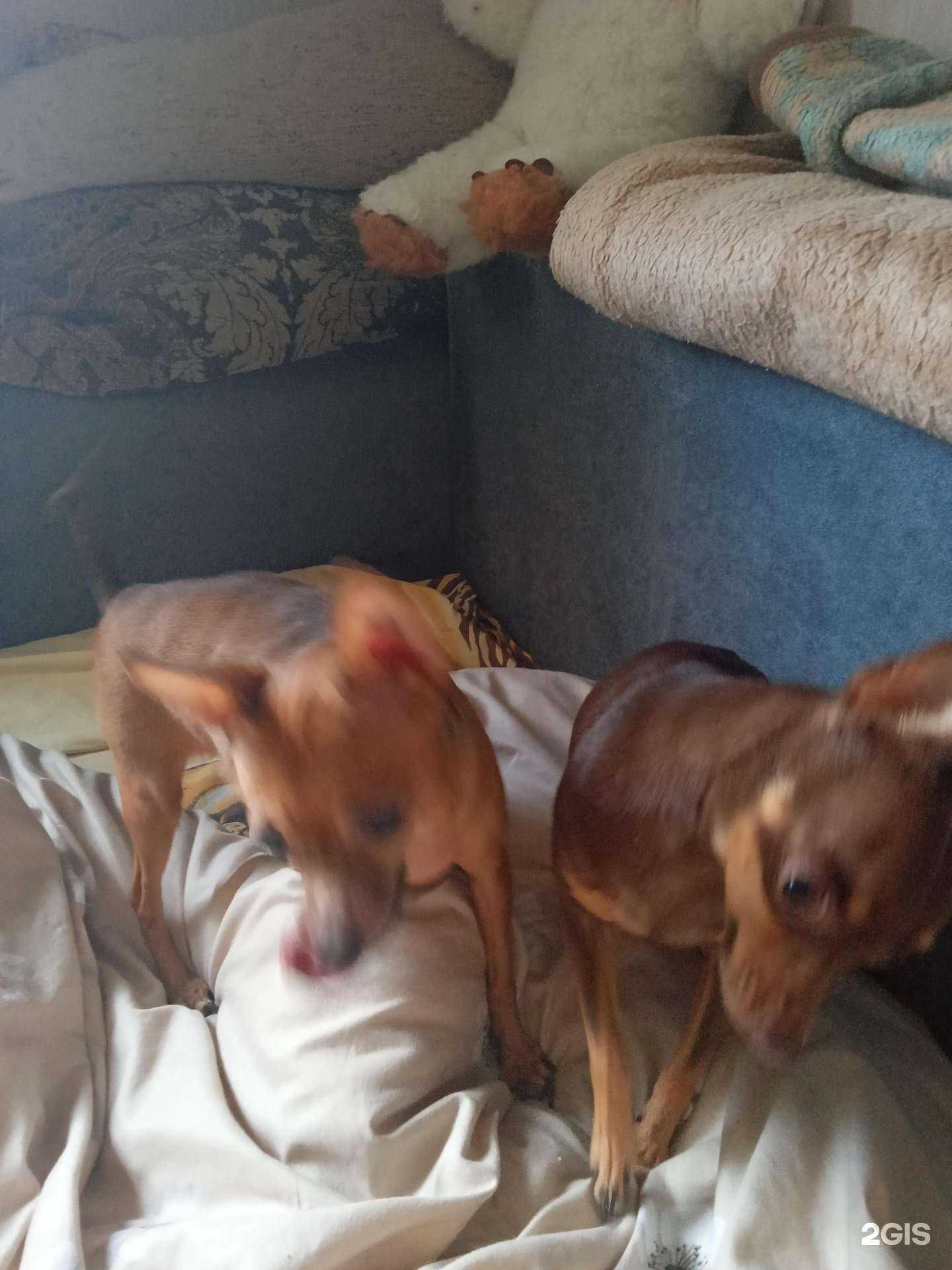 Отзывы на компанию Ветеринарный кабинет в Ноябрьске c фото