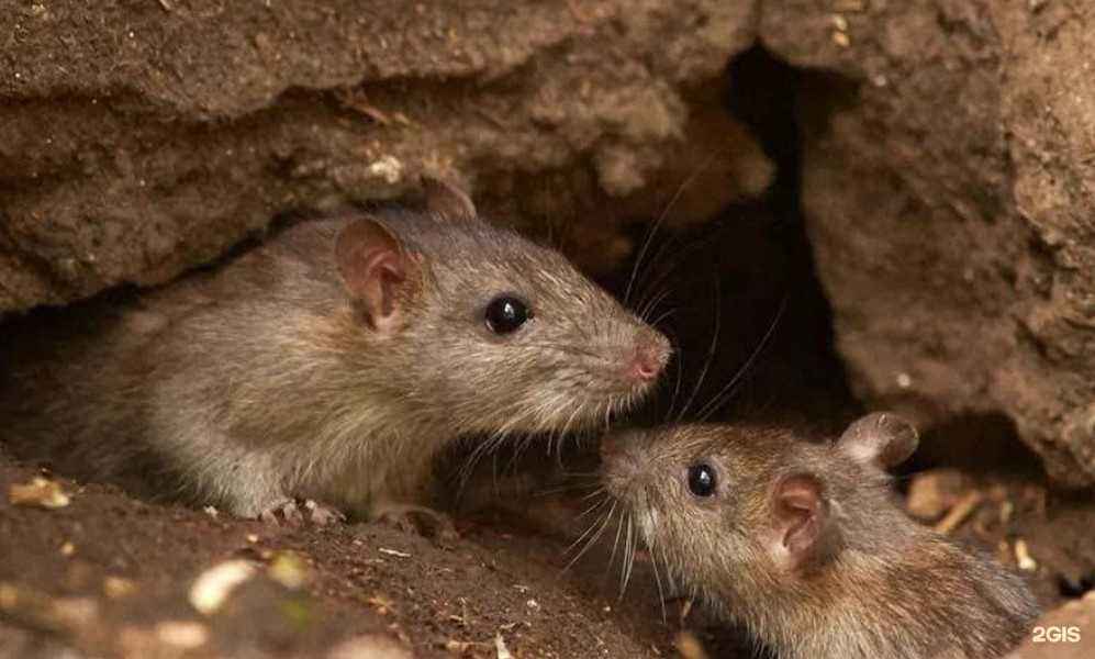 Отзывы на компанию ДезМера в Уфе c фото