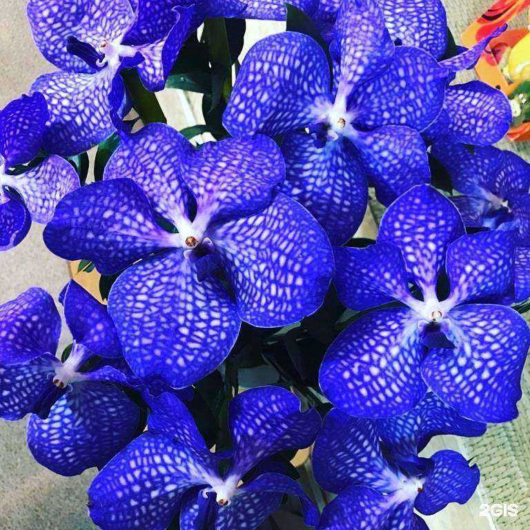 Отзывы на компанию Rosedekor в Красноярске c фото