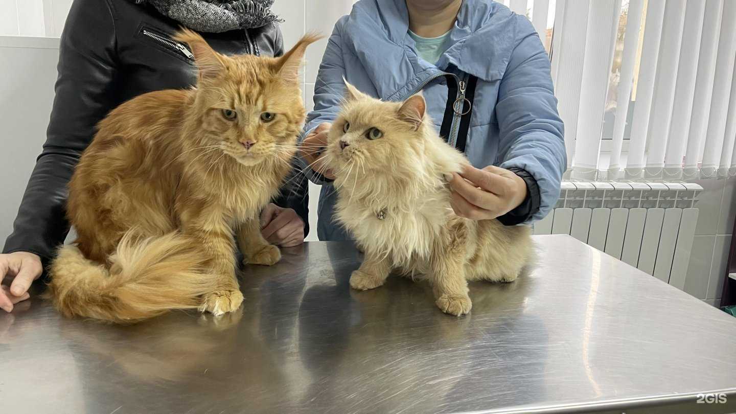 Отзывы на компанию Три кота в Электрогорске c фото