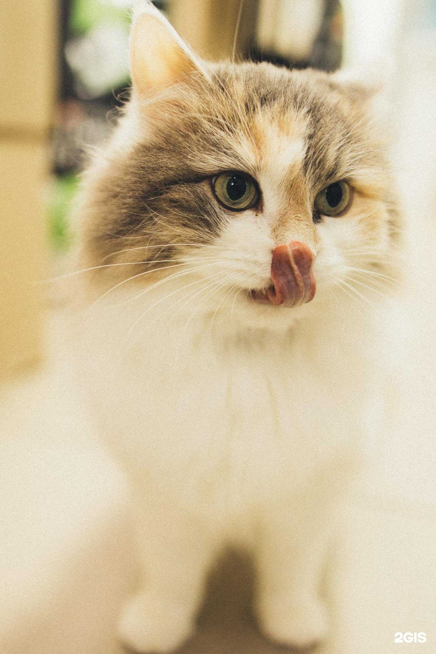 Отзывы на компанию Казанская ветеринарная больница в г. Казань c фото