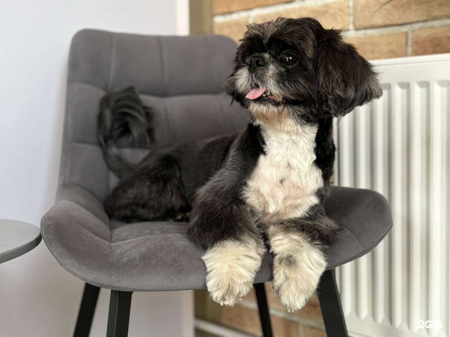 Отзывы на компанию Дай Лапу  в г. Краснодар c фото