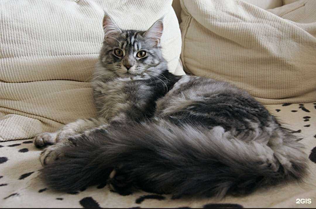 Отзывы на компанию 101 хвост в Волгограде c фото