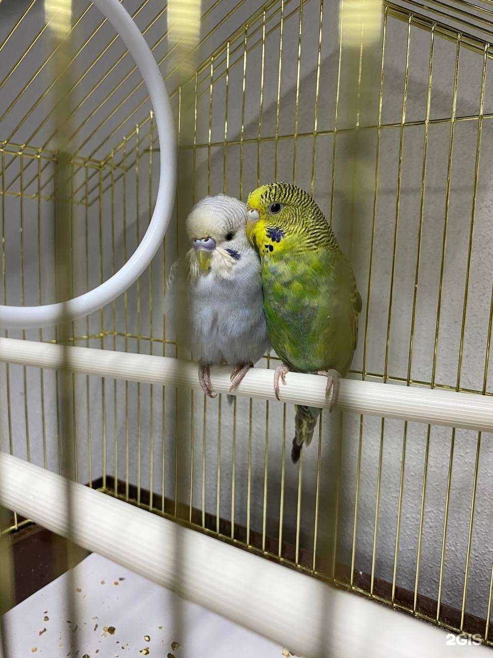 Отзывы на компанию Zookids в Тюмени c фото