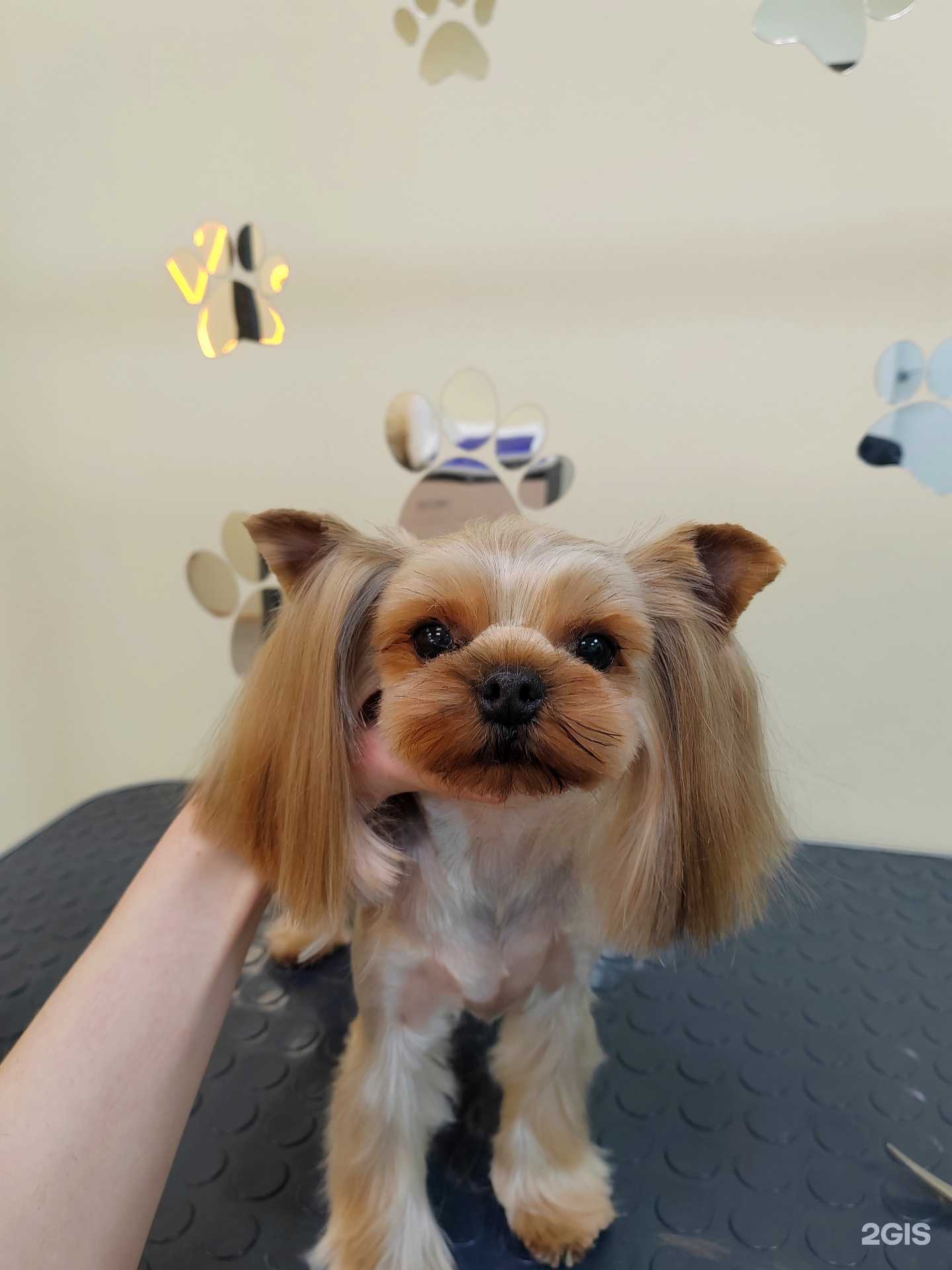 Отзывы на компанию GroomДом в г. Воронеж c фото