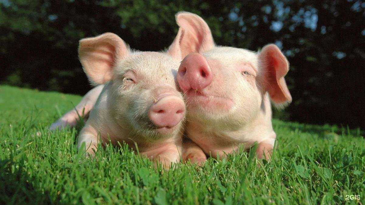 Отзывы на компанию Zoo центр в г. Бузулук c фото