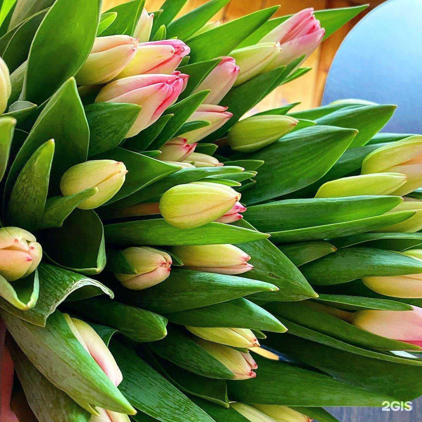 Отзывы на компанию Три барашка в Вологде c фото