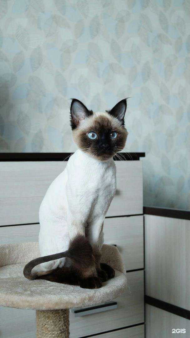 Отзывы на компанию Berta groom в Челябинске c фото