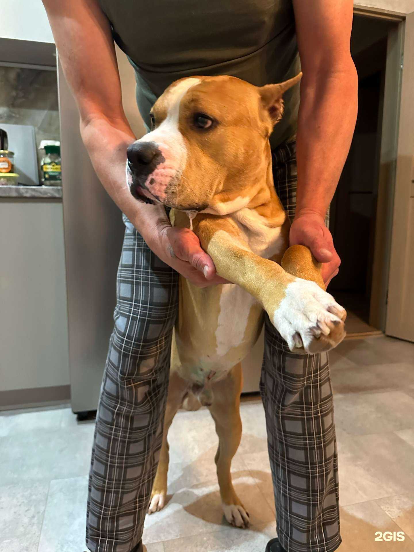 Отзывы на компанию Абсолютвет в г. Казань c фото