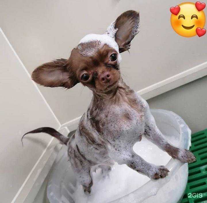 Отзывы на компанию Чики в Петропавловске-Камчатском c фото