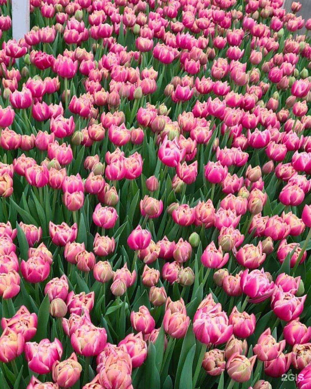 Отзывы на компанию Лепёха О.С. в г. Калининград c фото