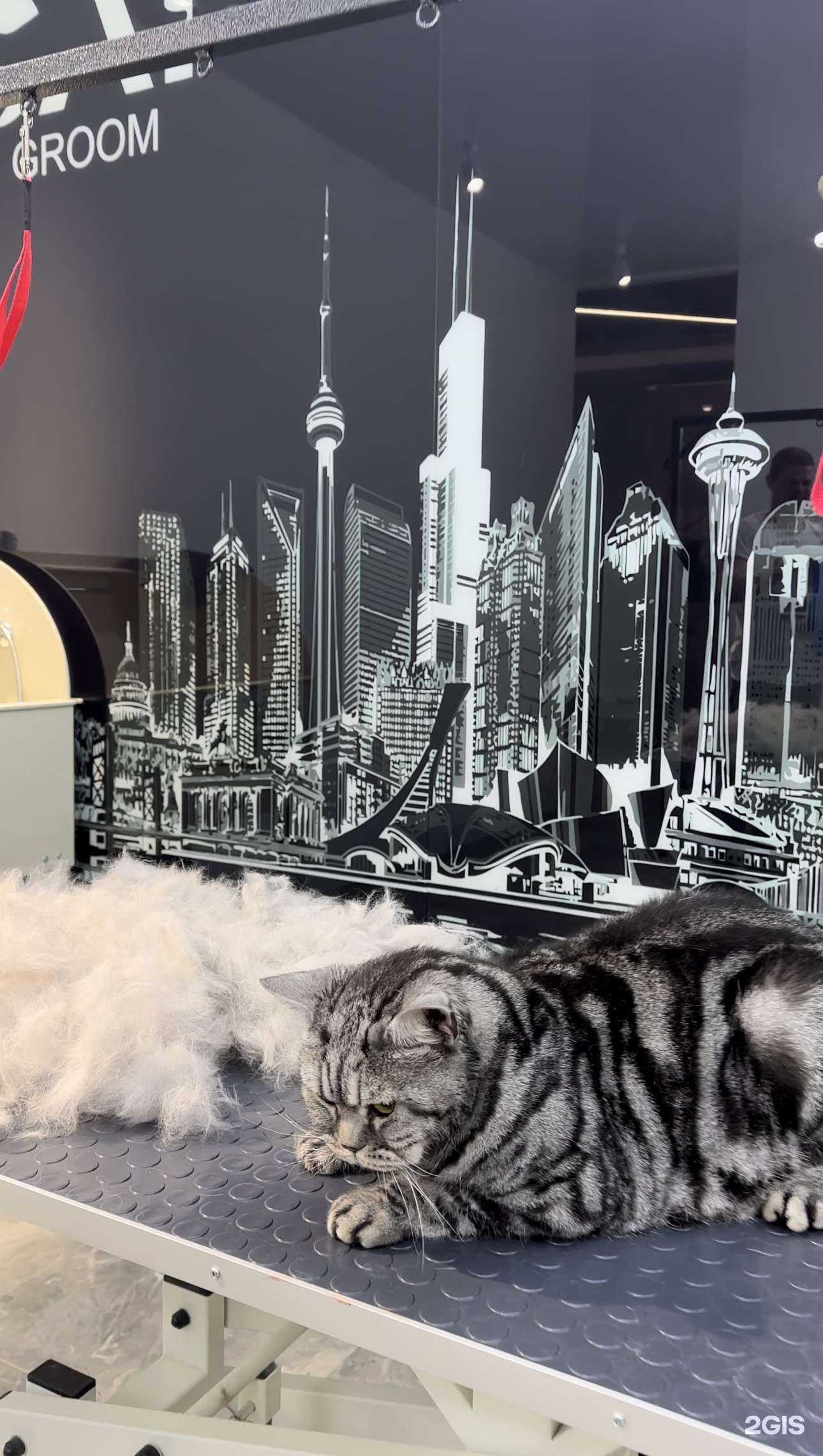 Отзывы на компанию Chilling cat groom в г. Сургут c фото