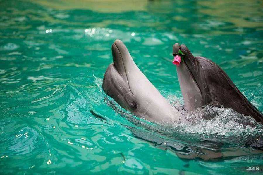 Отзывы на компанию Дельфинарий в г. Ростов-на-Дону c фото
