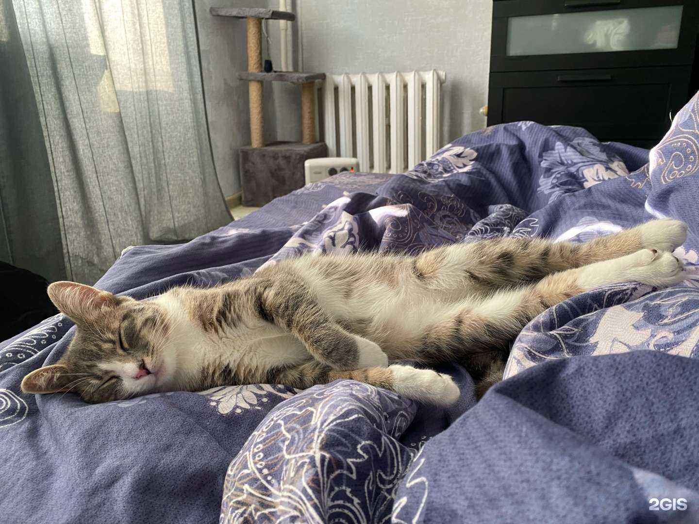 Отзывы на компанию Багира в Новосибирске c фото