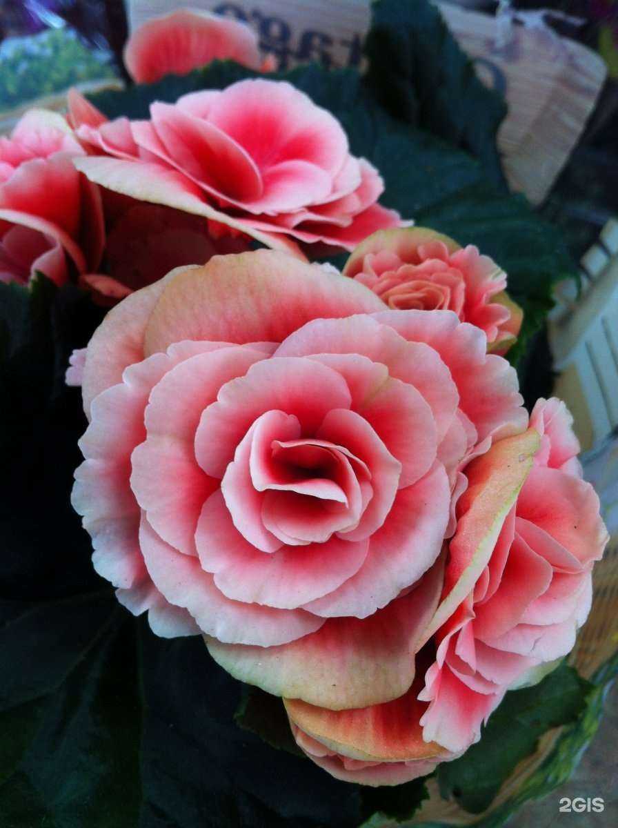 Отзывы на компанию Аленький цветочек в Челябинске c фото