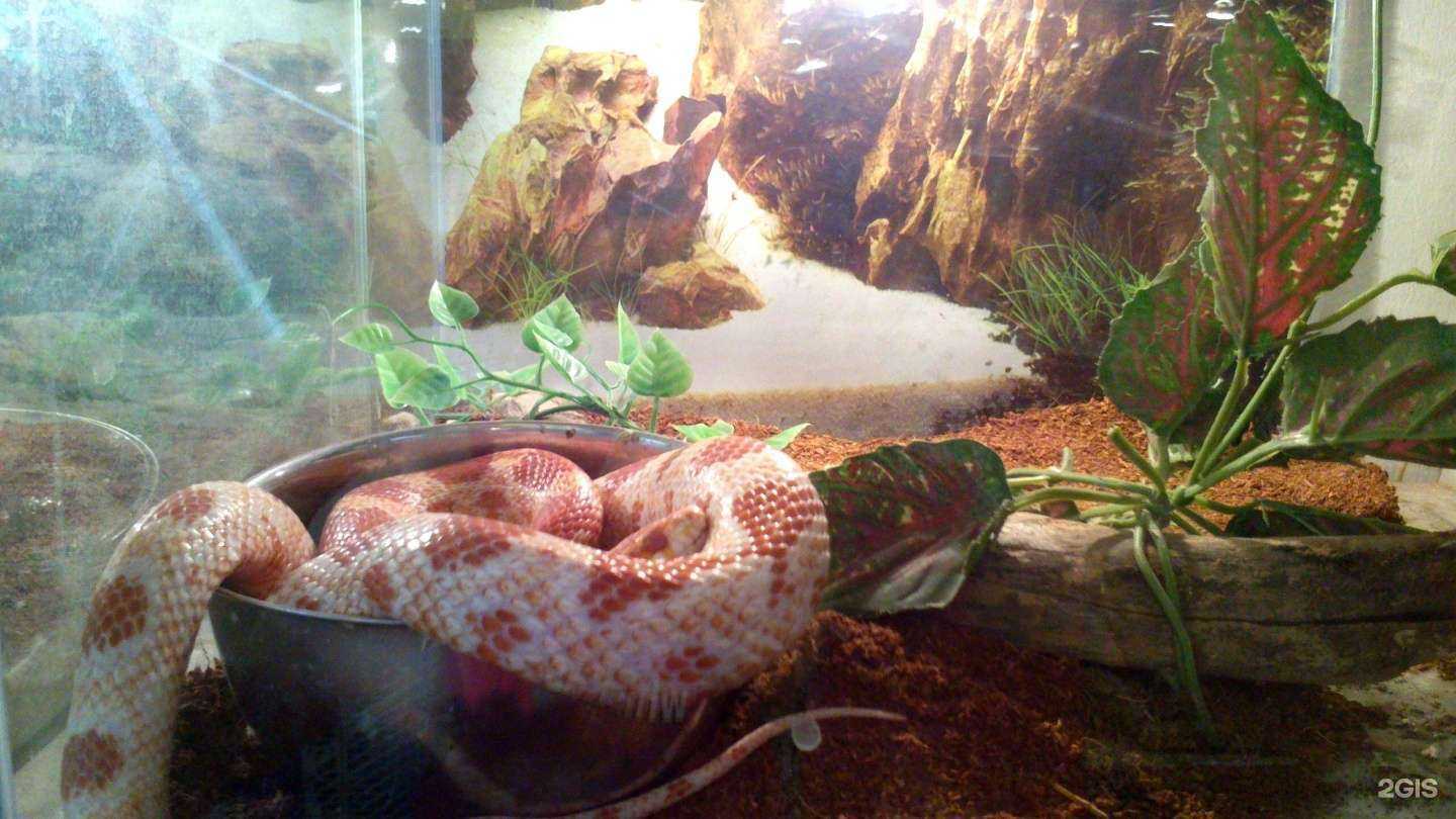 Отзывы на компанию Зов джунглей в Самаре c фото