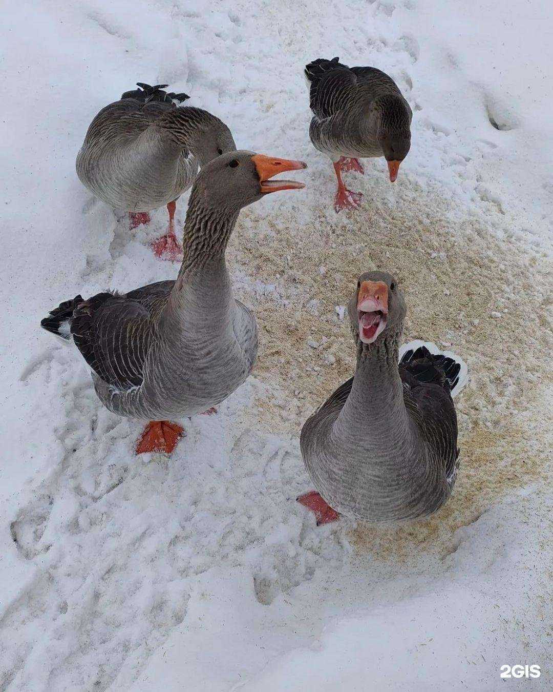 Отзывы на компанию Русская баня на дровах с веником в г. Прокопьевск c фото