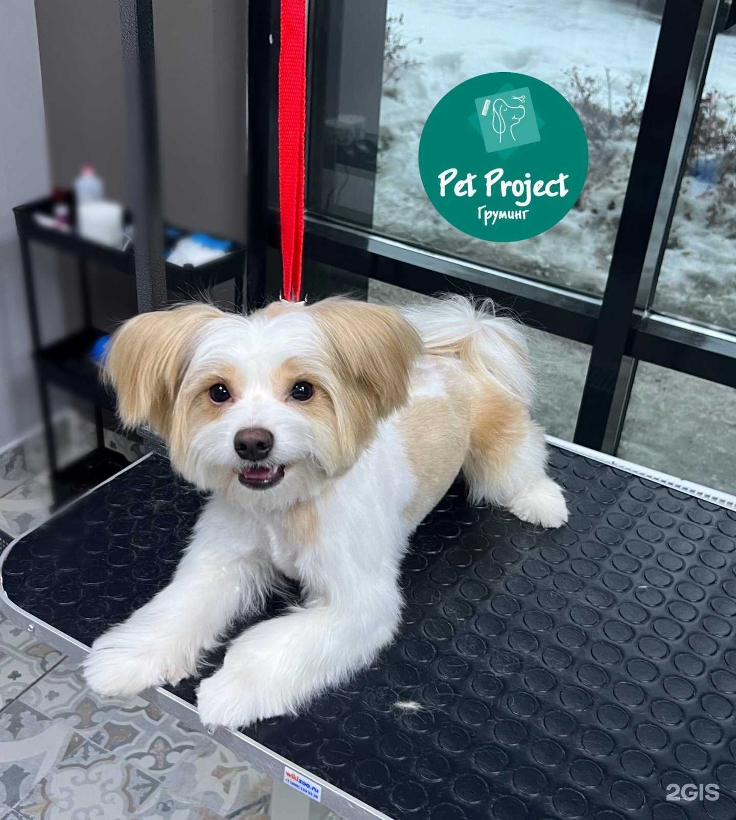 Отзывы на компанию Pet Project в г. Казань c фото