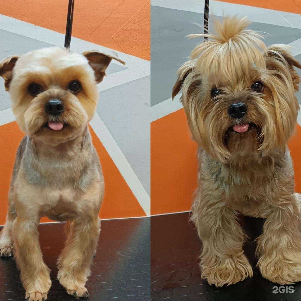 Отзывы на компанию Лев в г. Новый Уренгой c фото