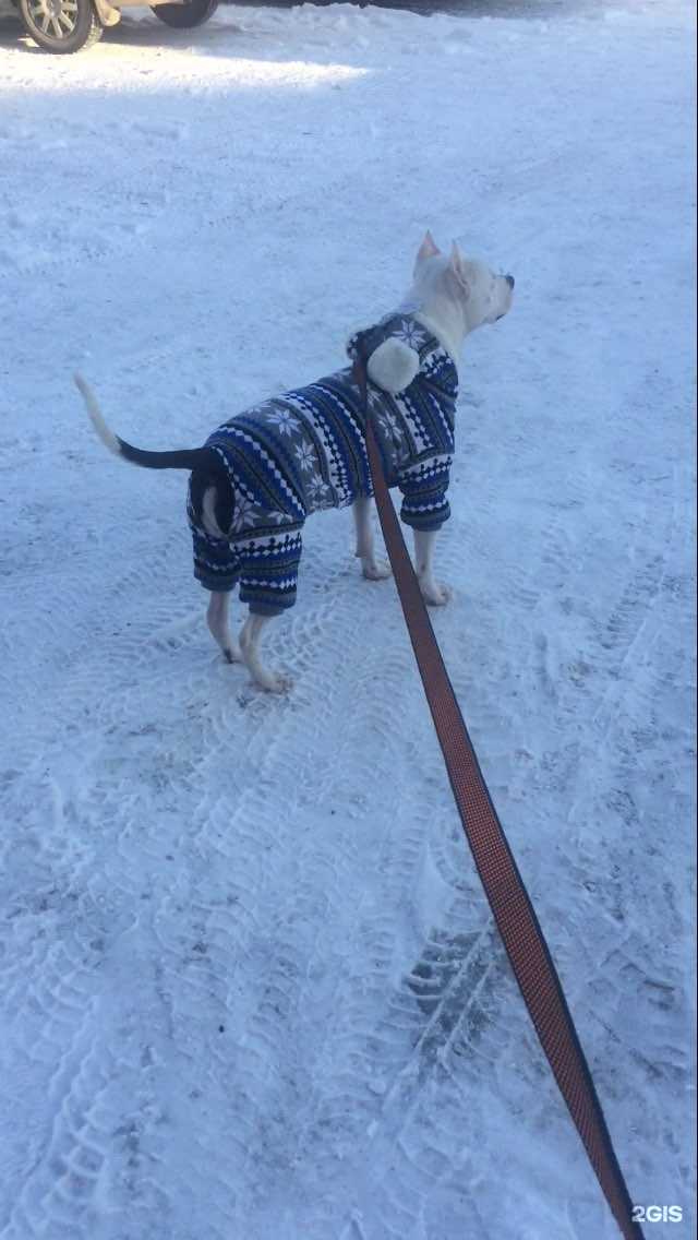 Отзывы на компанию For pets в Красноярске c фото