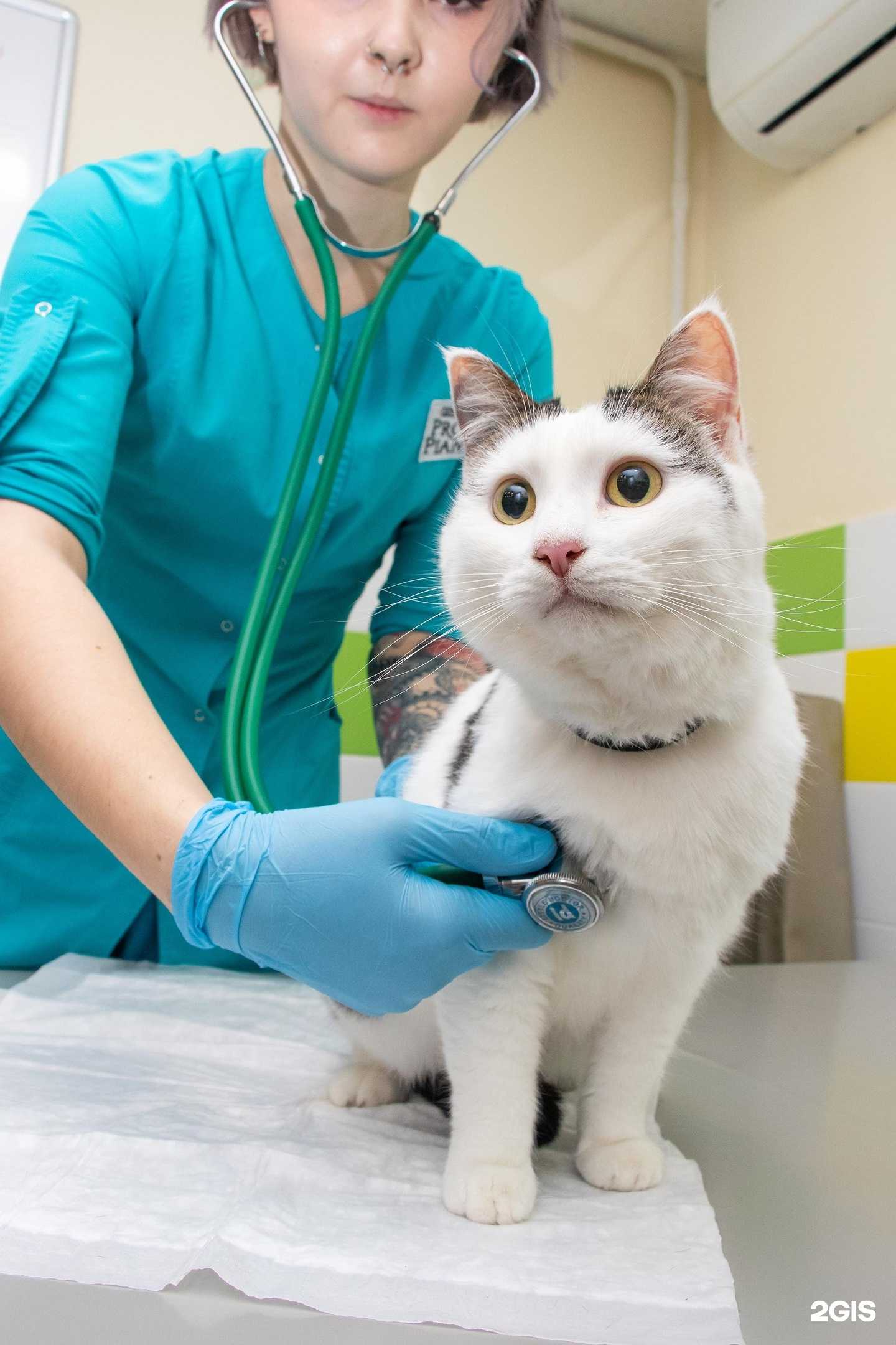 Отзывы на компанию Вместе с верным другом в Кирове c фото