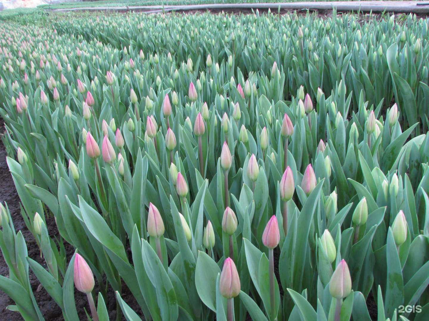 Отзывы на компанию Декоративные культуры в Барнауле c фото