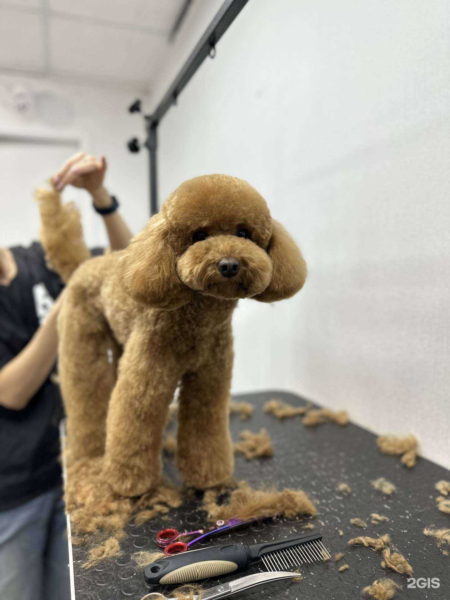 Отзывы на компанию Котопес в Волжском c фото