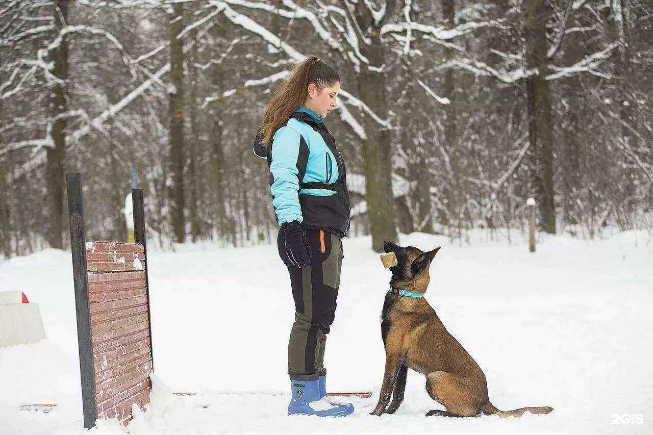 Отзывы на компанию Альфа Дог в Пушкине c фото