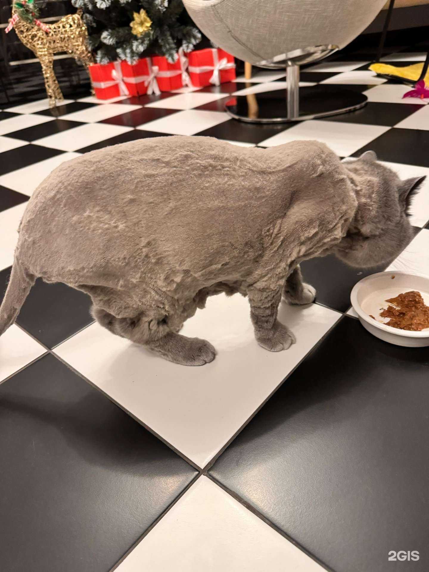 Отзывы на компанию Санвет в Коммунарке c фото