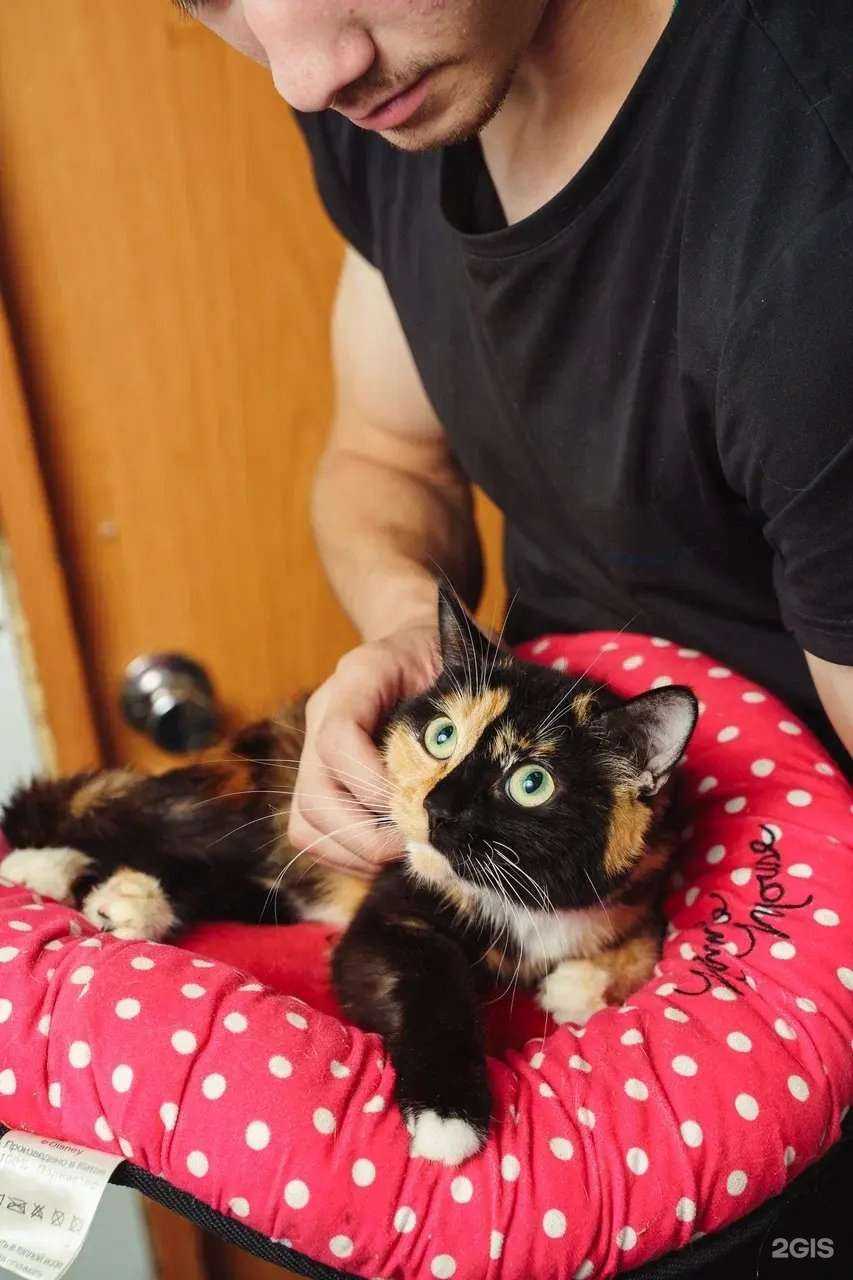 Отзывы на компанию Омские хвостики в г. Омск c фото