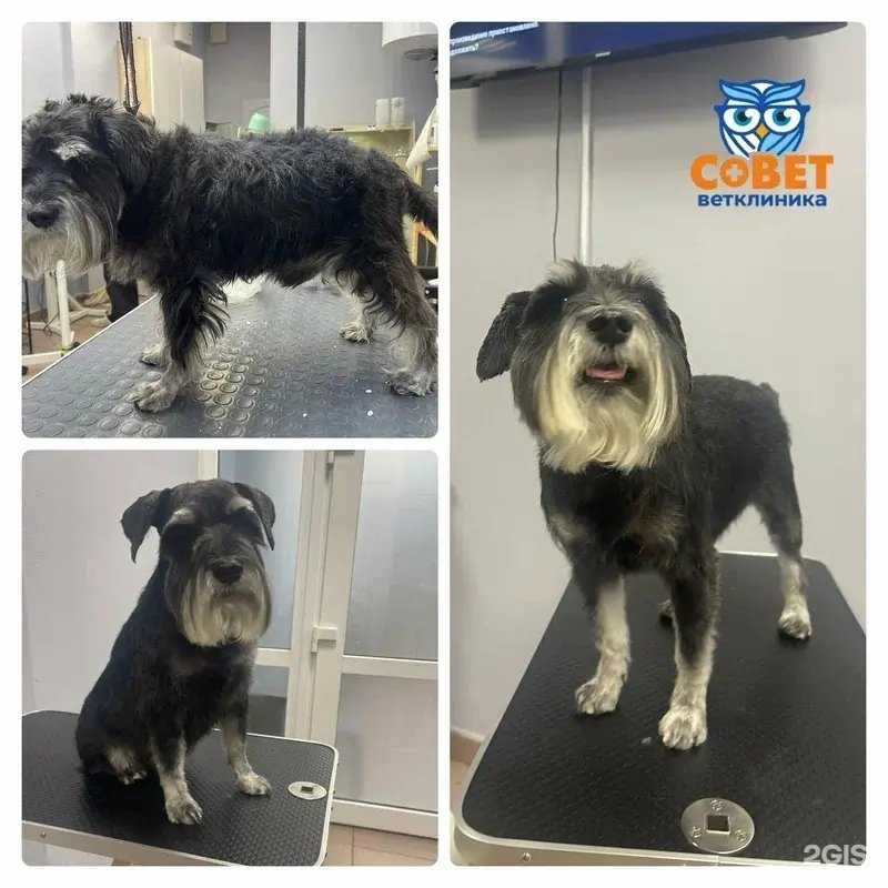 Отзывы на компанию Совет в г. Пермь c фото