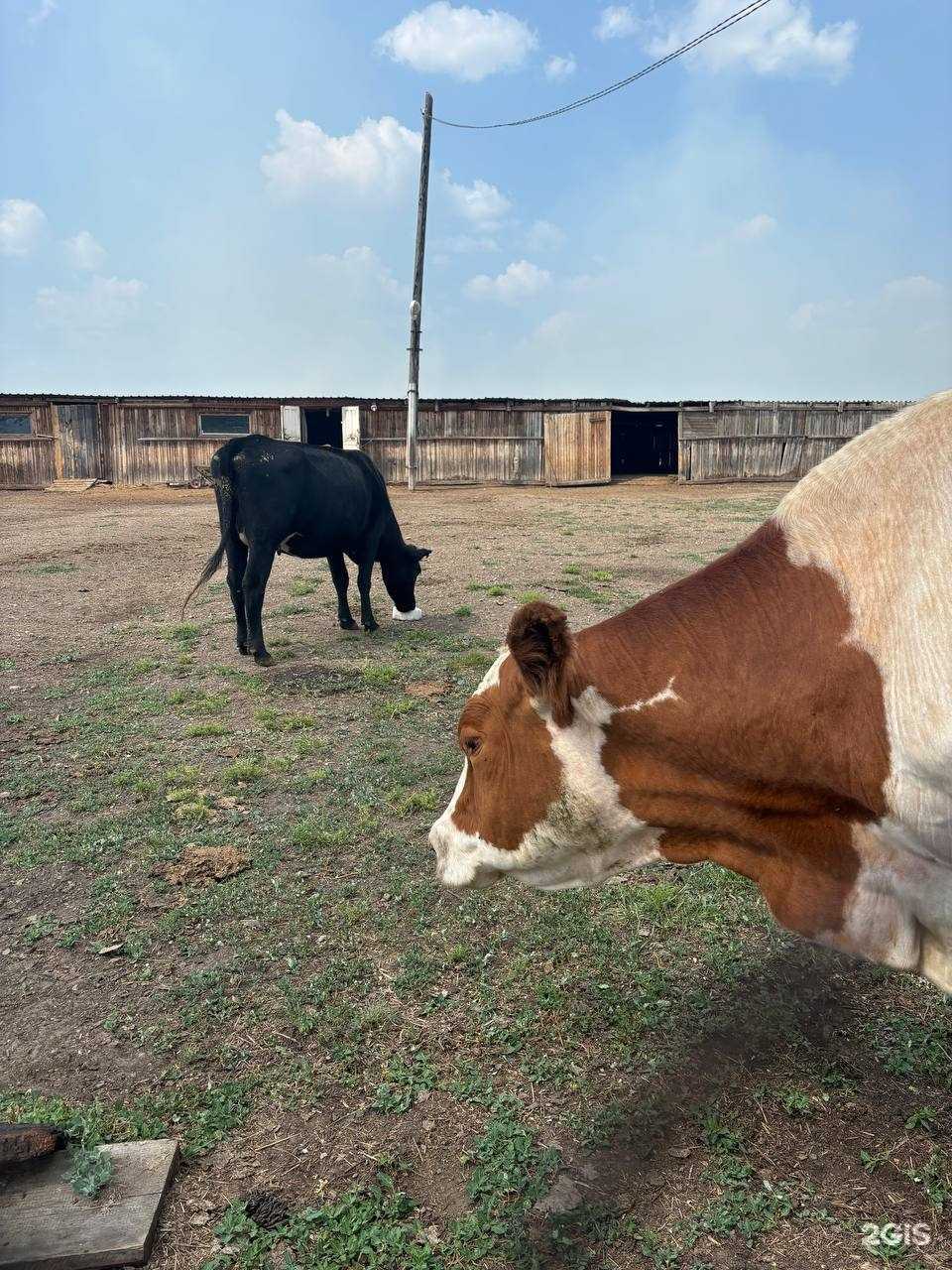 Отзывы на компанию Страус Забайкалье в г. Чита c фото