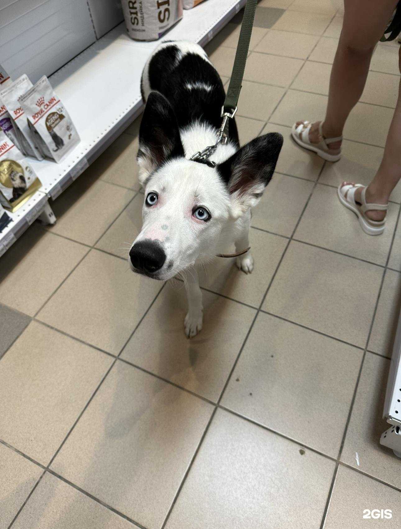 Отзывы на компанию Миска в Амурске c фото