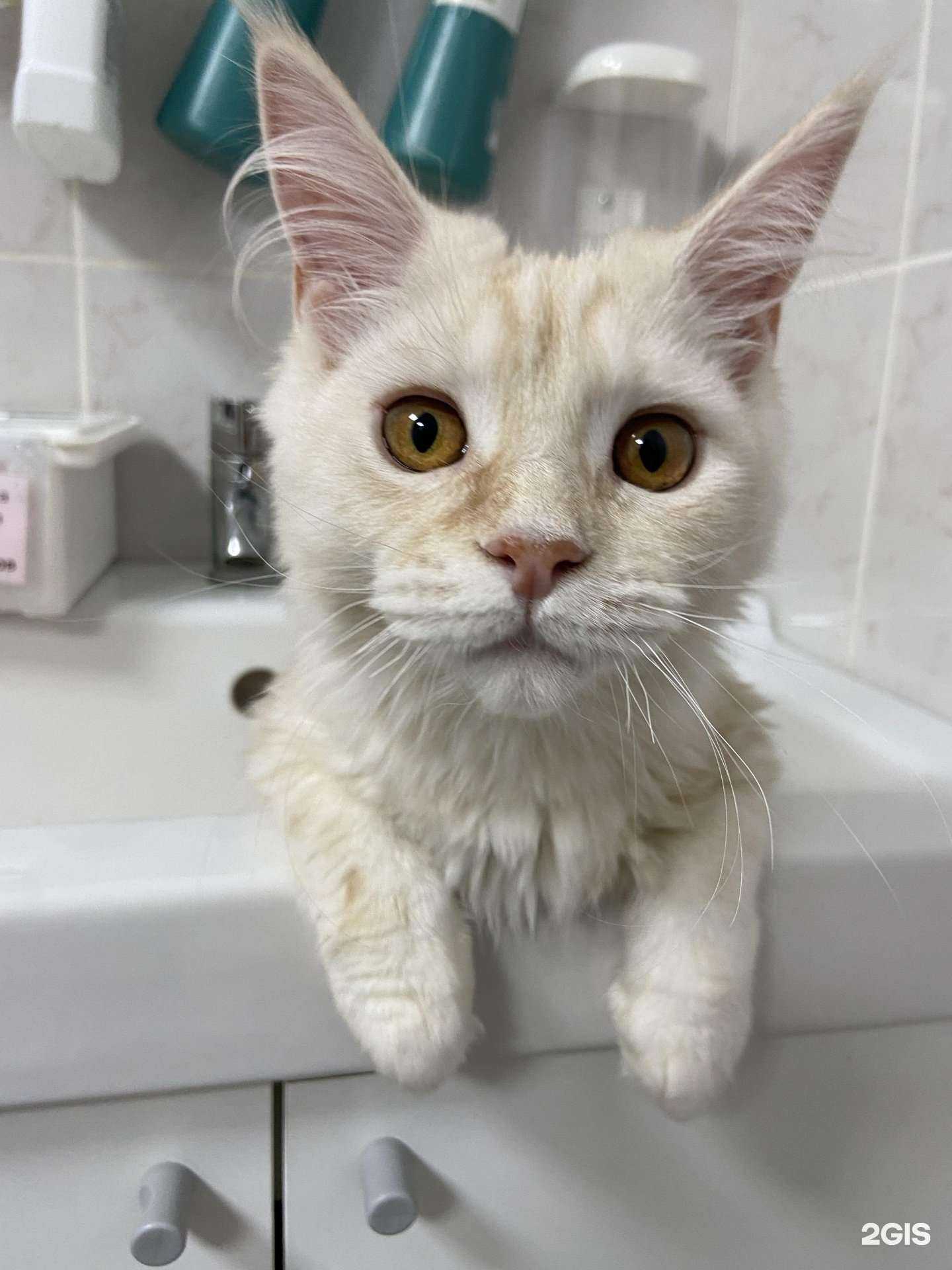 Отзывы на компанию ZooCity в Казани c фото