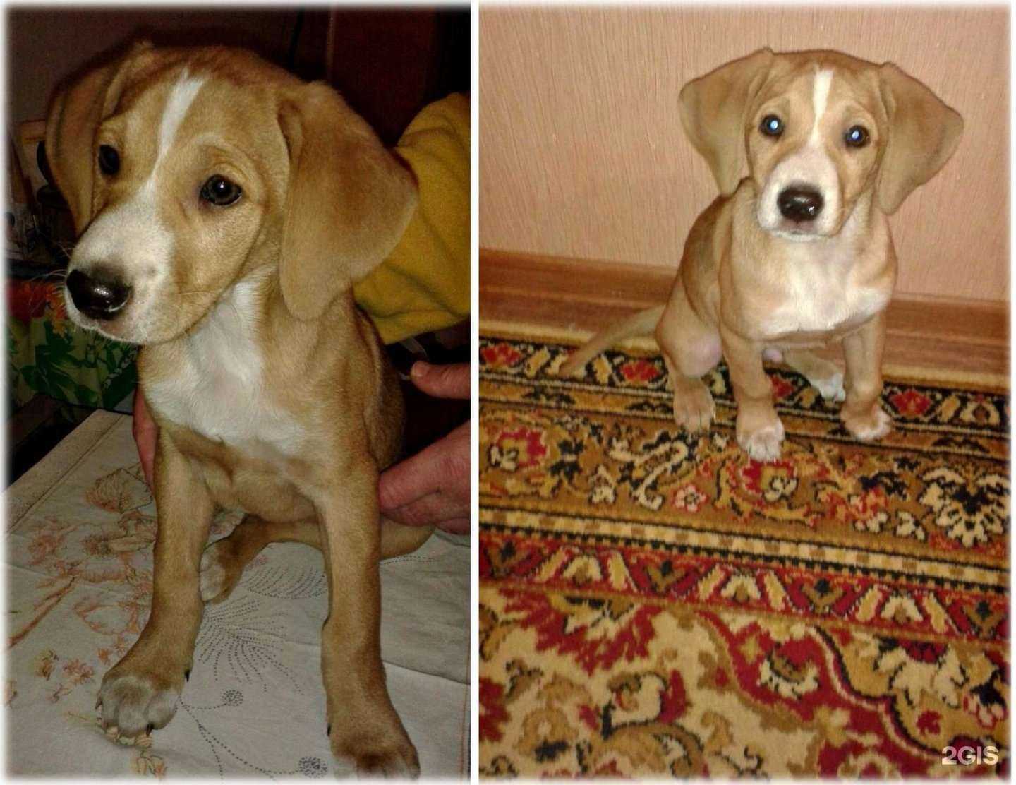 Отзывы на компанию Курская городская станция по борьбе с болезнями животных в г. Курск c фото