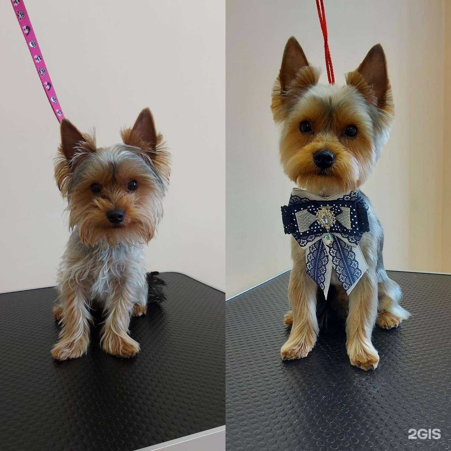 Отзывы на компанию Стиль Гав в г. Красноярск c фото