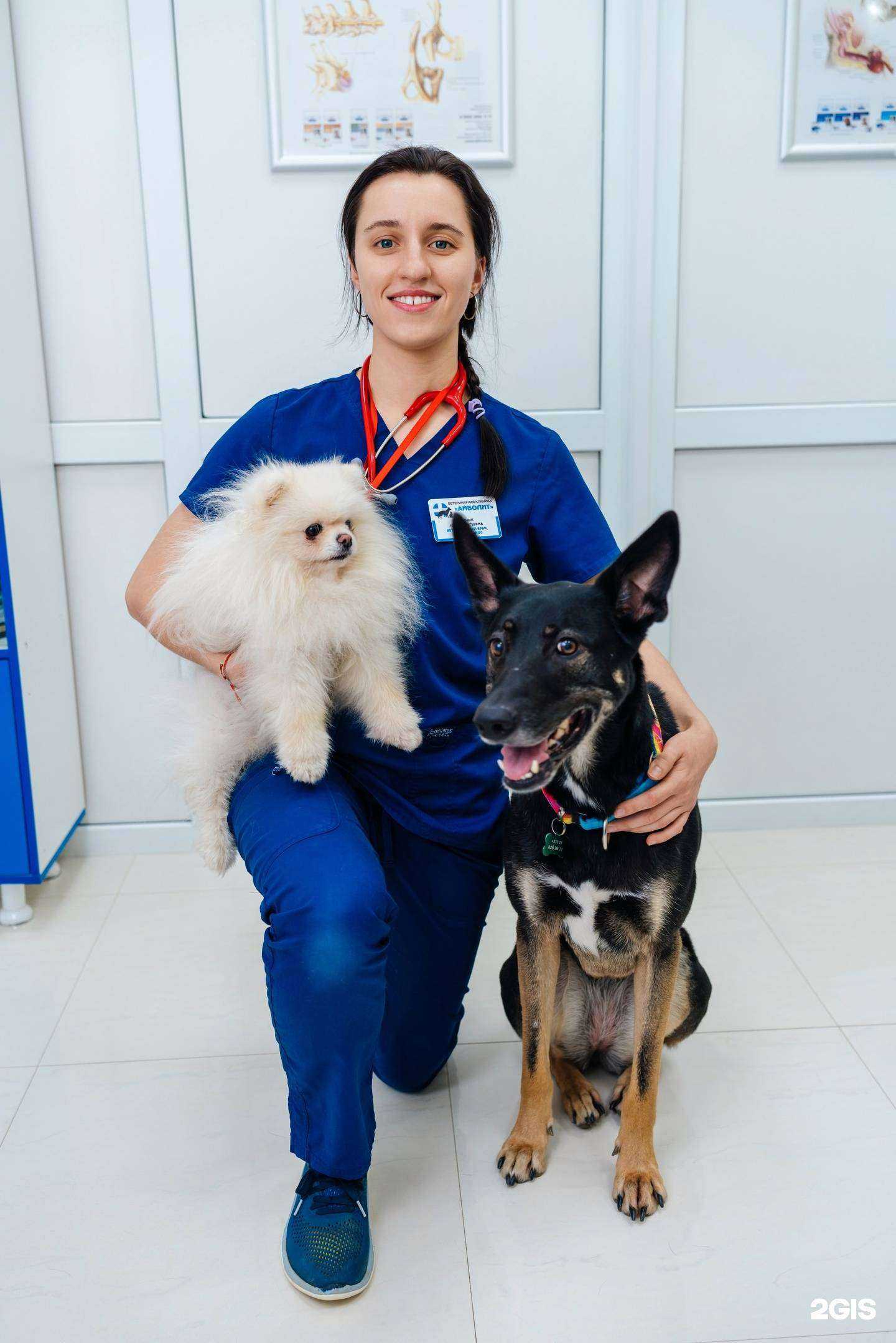 Отзывы на компанию Айболит в г. Сочи c фото