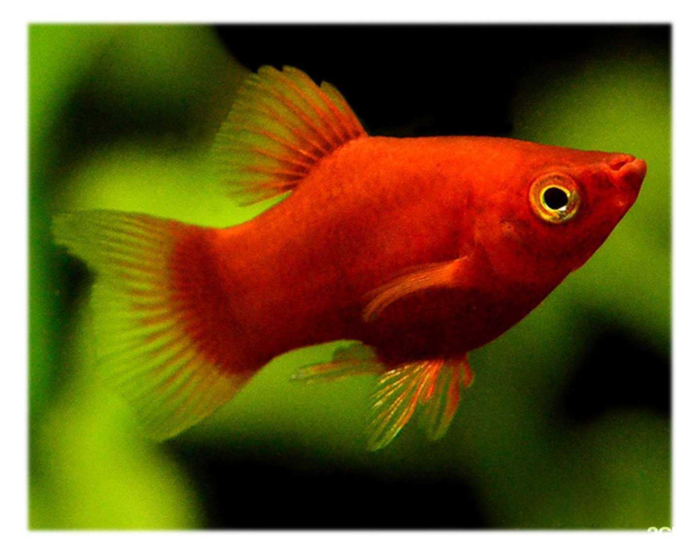 Отзывы на компанию Зооняша.рф в г. Красноярск c фото