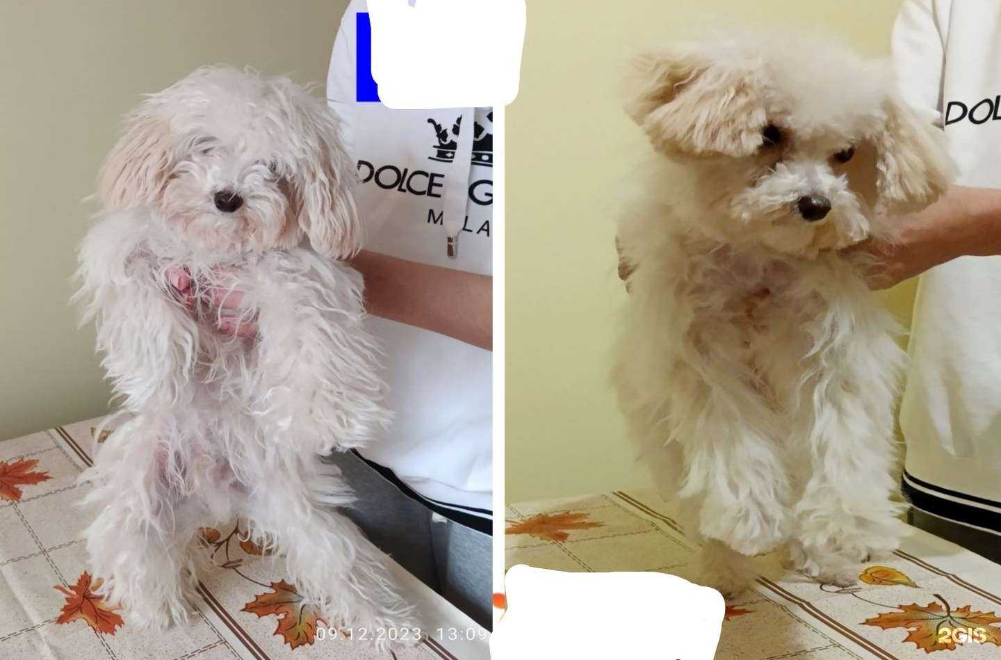 Отзывы на компанию Студия груминга животных в Краснодаре c фото