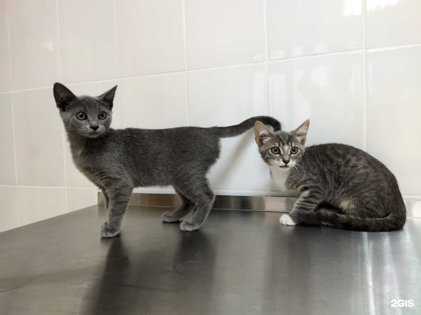 Отзывы на компанию Veta в Рязани c фото