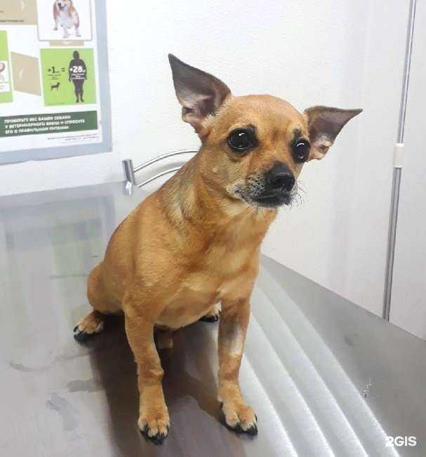 Отзывы на компанию ВетСпектр в г. Челябинск c фото