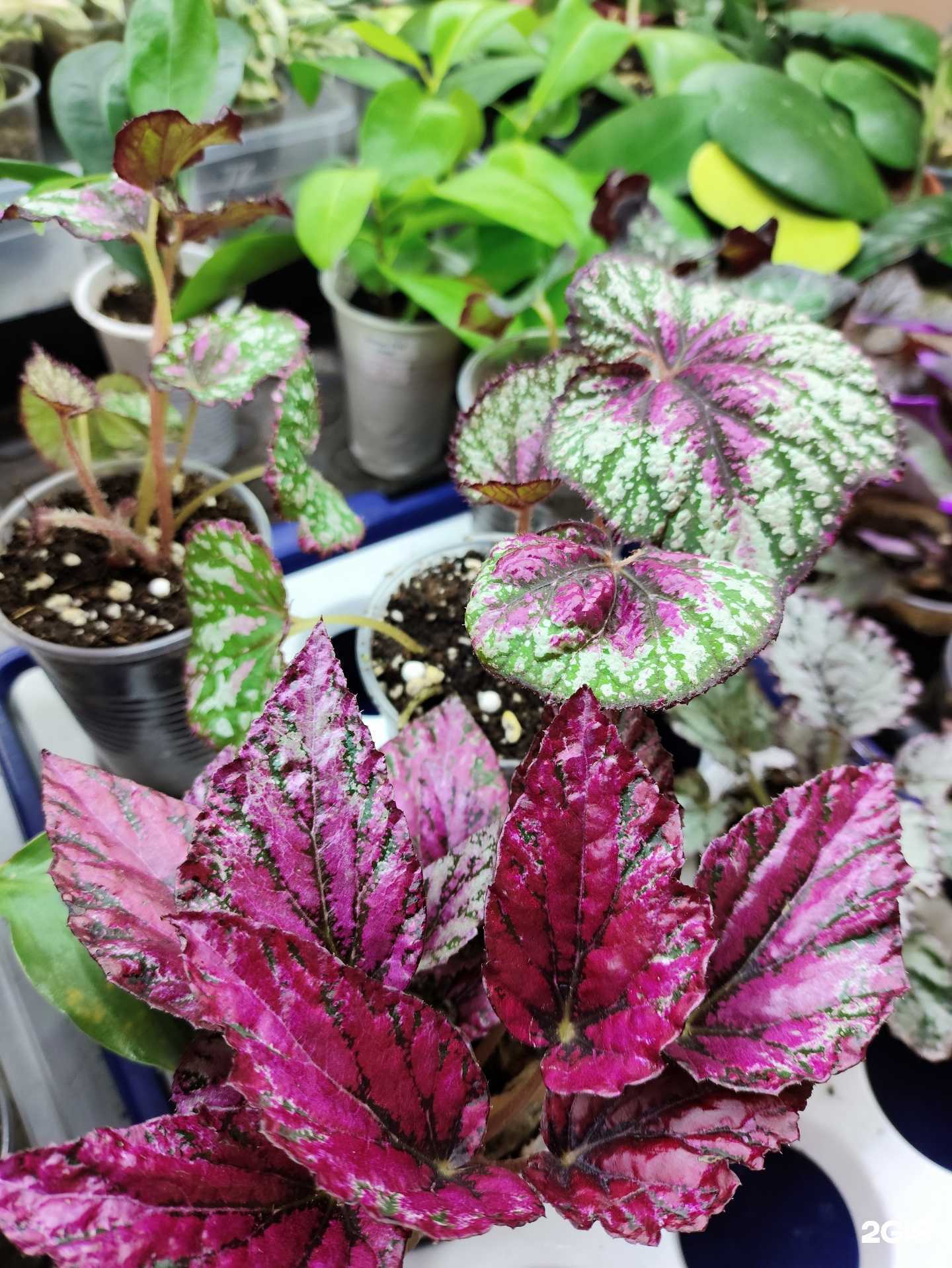 Отзывы на компанию Флора в городе в г. Саратов c фото