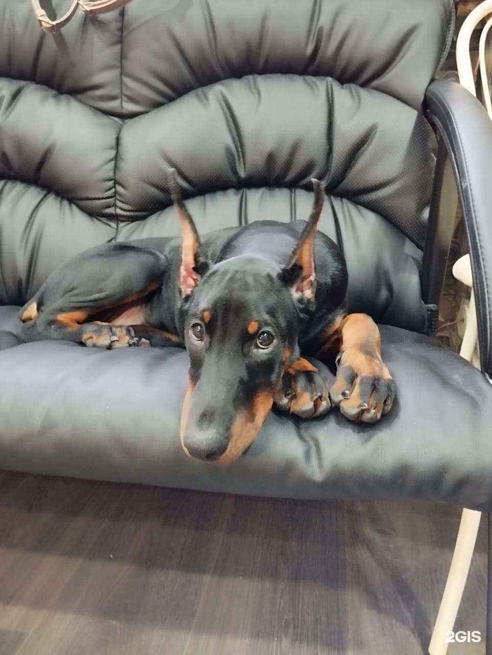 Отзывы на компанию Аэлита-вет в г. Барнаул c фото