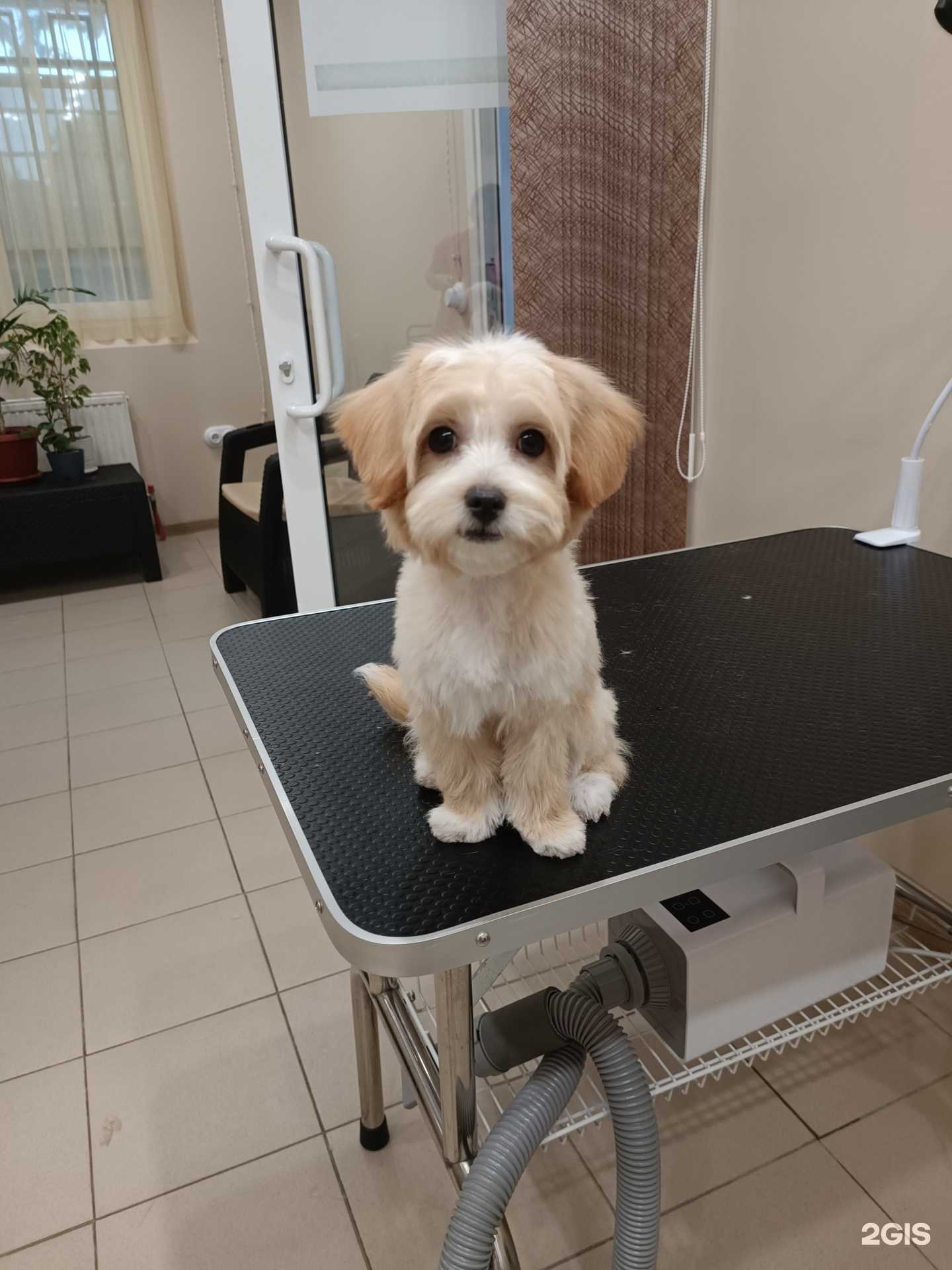 Отзывы на компанию Кот Лео в г. Краснодар c фото