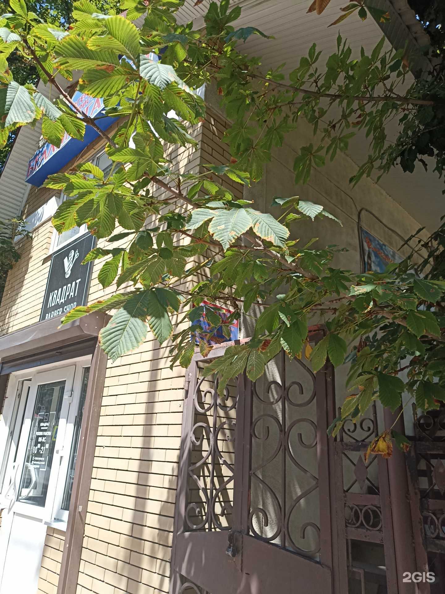 Отзывы на компанию Беллинсгаузен в Пятигорске c фото - фотография 2 из 2