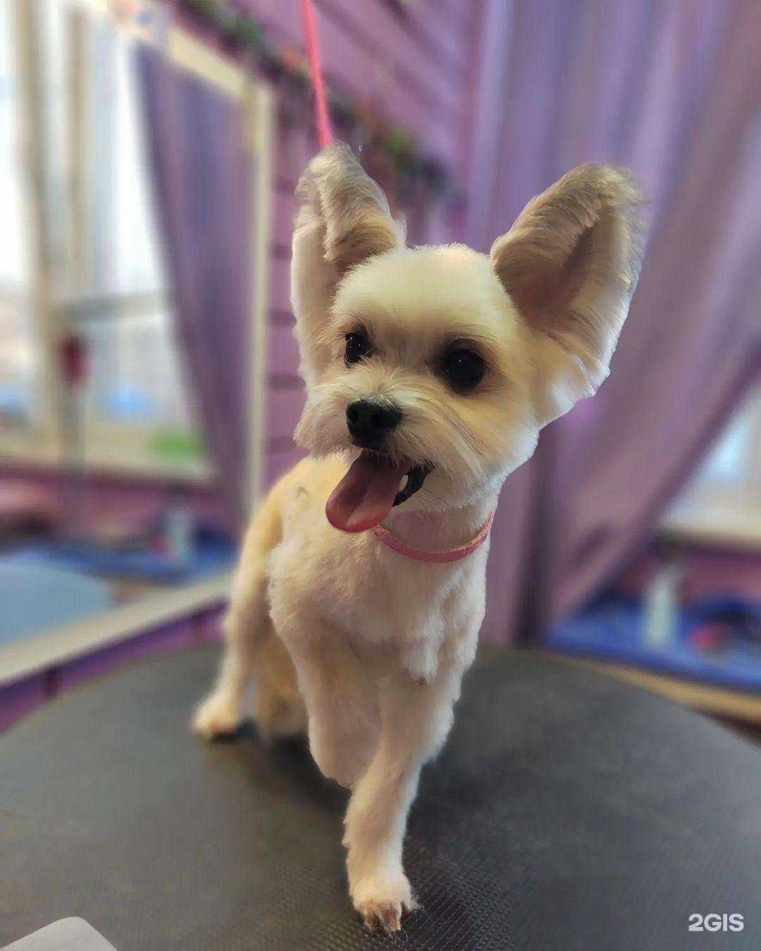 Отзывы на компанию Dogroom в г. Щёлково c фото