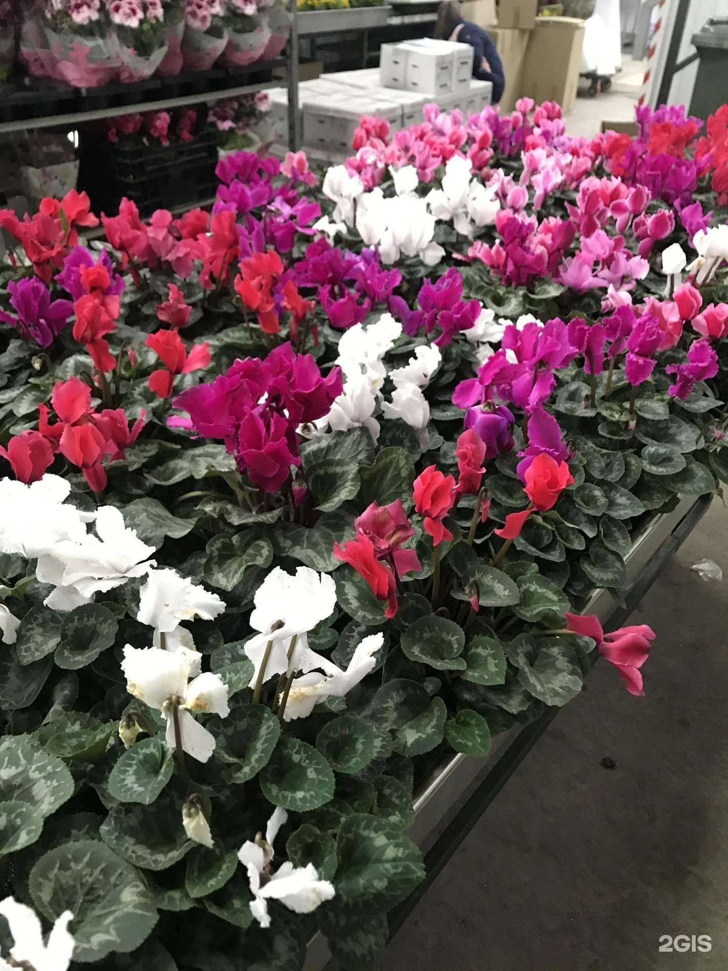 Отзывы на компанию Center-Flowers в Пятигорске c фото