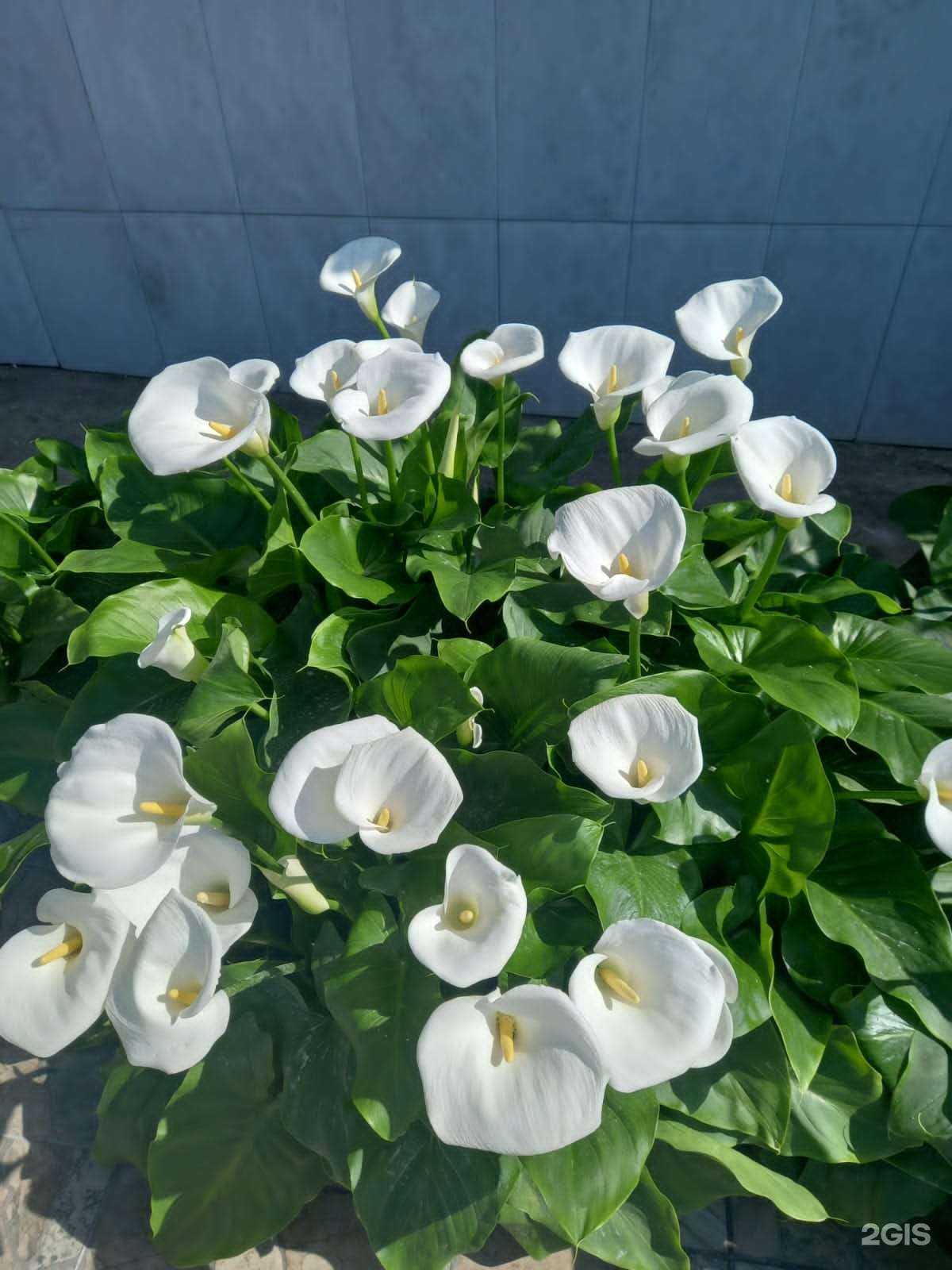 Отзывы на компанию Отдых в Сочи c фото