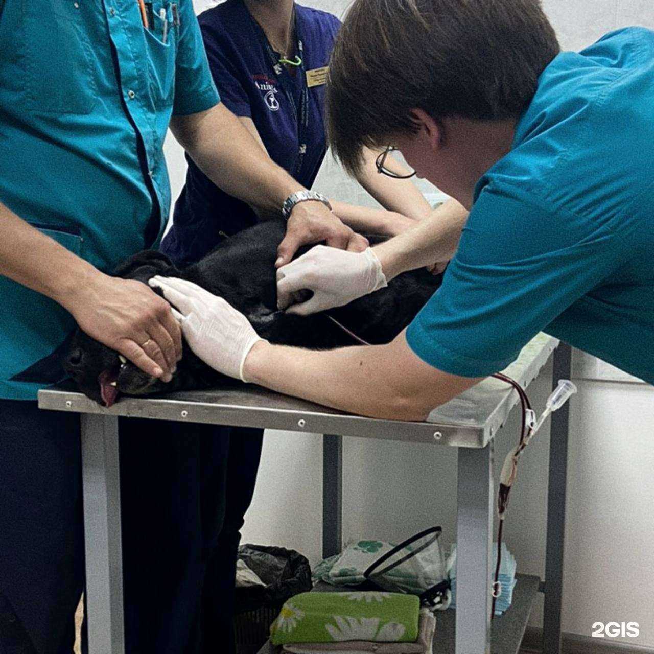 Отзывы на компанию Animals в г. Волгоград c фото