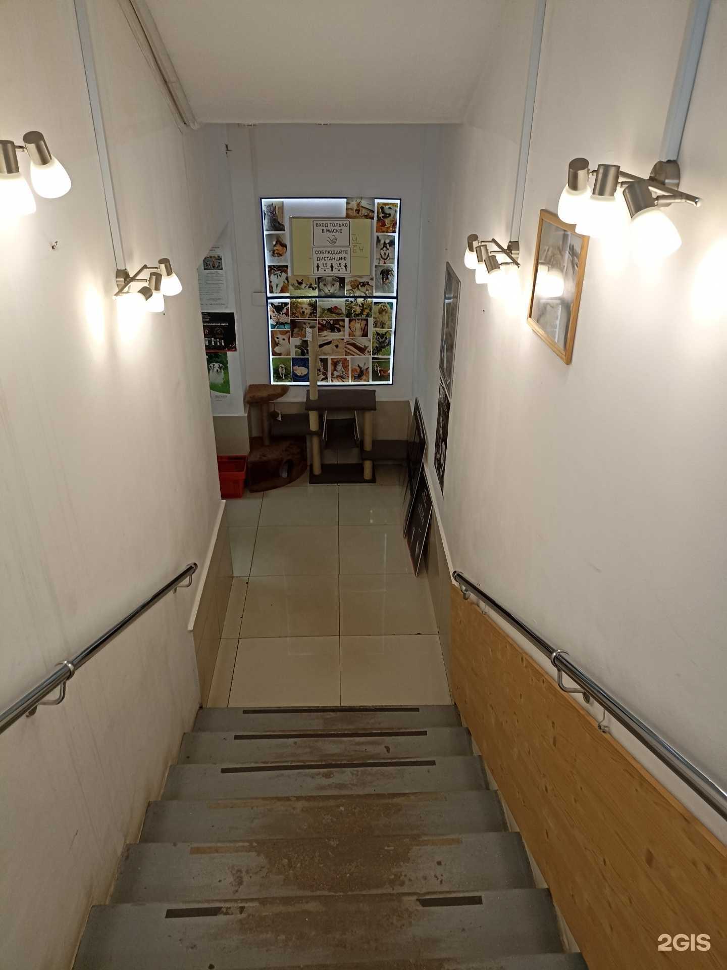 Отзывы на компанию Три кота в Выборге c фото